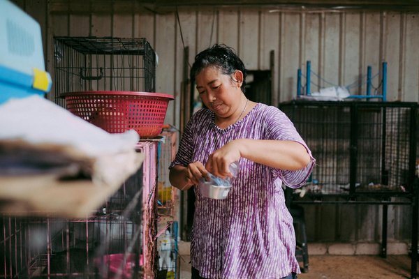 Les dendrobates empoisonnées : une couleur vive pour avertir les prédateurs
