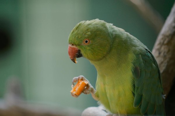 Offrez un foyer à un chaton : 1097 choix à explorer !