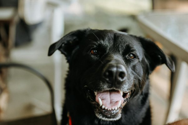 Le canapé orthopédique pour chien : le bien-être avant tout !