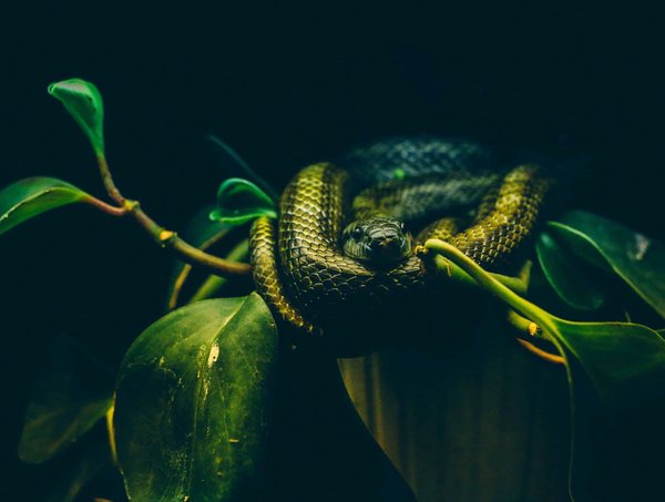 Découverte du monde fascinant des serpents domestiques