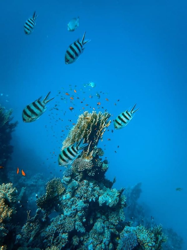 Les poissons-anges : des architectes sous-marins des récifs coralliens