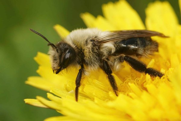 Comment les abeilles collectent-elles le nectar des fleurs ?