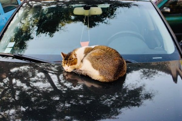 Comment faire en sorte que votre chat se sente en sécurité lorsqu'il voyage en voiture ?