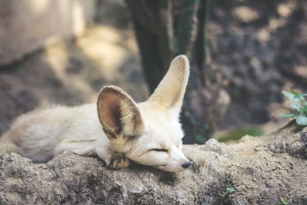 Comment créer un environnement stimulant pour un fennec en captivité ?