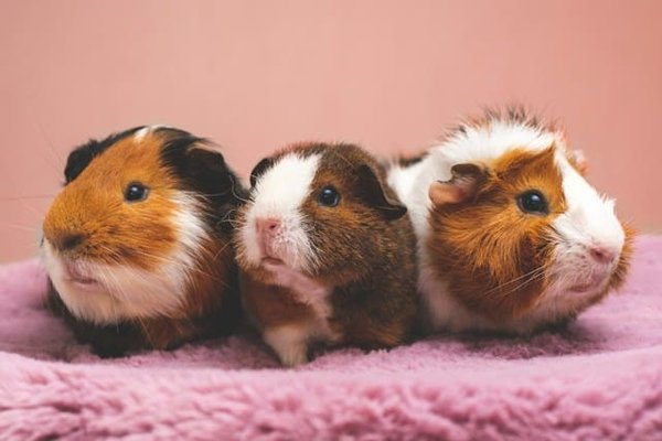 Quelles sont les meilleures stratégies d'enrichissement pour un hamster ?