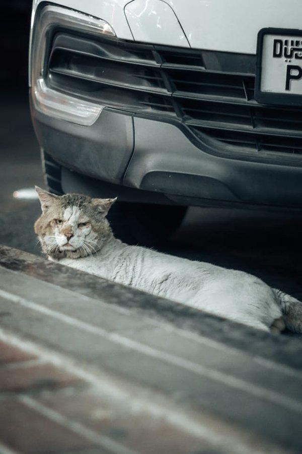 Comment identifier un chat sourd et communiquer efficacement avec lui ?