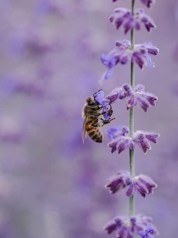 Les abeilles solitaires : des pollinisateurs méconnus