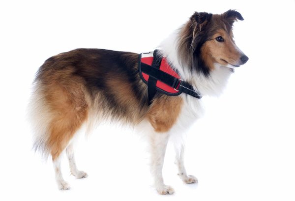 Accessoiriser votre chien avec style : conseils pour choisir le harnais parfait