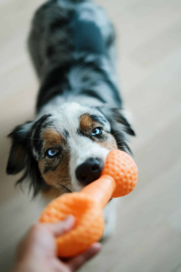Berger américain mini aussies : comment il se comporte ?